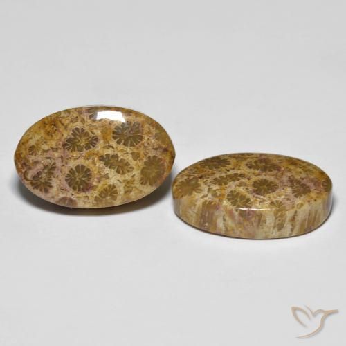 Shop natural 20.85ct Multicolore corail fossile gems, ovale, from Indonésie at GemSelect. In stock, global shipping!