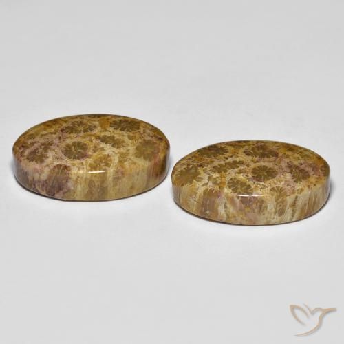 Shop natural 20.85ct Multicolore corail fossile gems, ovale, from Indonésie at GemSelect. In stock, global shipping!
