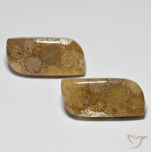 28.81ctw Naturel Multicolore Corail fossile, Fantaisie, Opaque