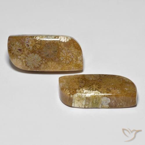 Shop natural 28.81ct Multicolore corail fossile gems, Fantaisie, from Indonésie at GemSelect. In stock, global shipping!