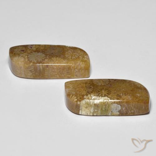Shop natural 28.81ct Multicolore corail fossile gems, Fantaisie, from Indonésie at GemSelect. In stock, global shipping!