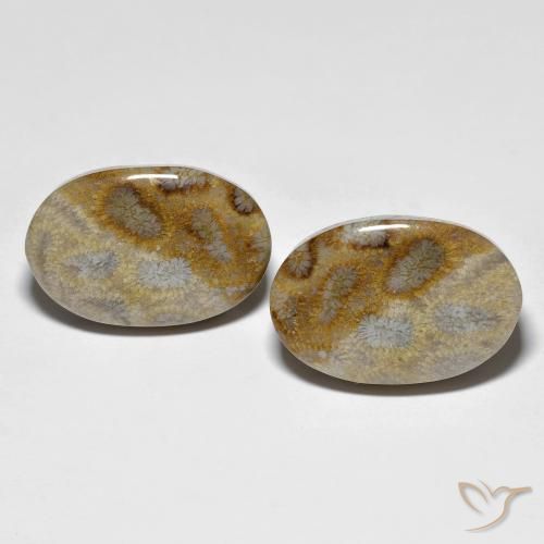 27.60ctw Naturel Multicolore corail fossile, ovale, Opaque