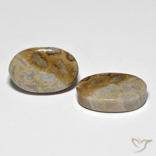 Shop natural 27.60ct Multicolore corail fossile gems, ovale, from Indonésie at GemSelect. In stock, global shipping!