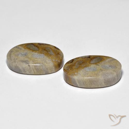 Shop natural 27.60ct Multicolore corail fossile gems, ovale, from Indonésie at GemSelect. In stock, global shipping!