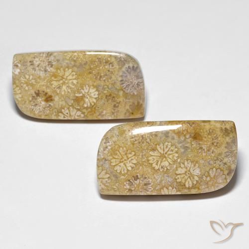 29.71ctw Naturel Multicolore corail fossile, Fantaisie, Opaque