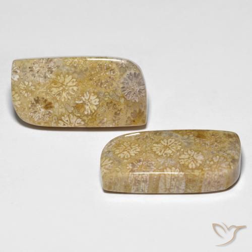 Shop natural 29.71ct Multicolore corail fossile gems, Fantaisie, from Indonésie at GemSelect. In stock, global shipping!