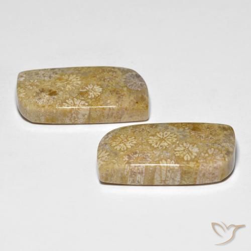 Shop natural 29.71ct Multicolore corail fossile gems, Fantaisie, from Indonésie at GemSelect. In stock, global shipping!
