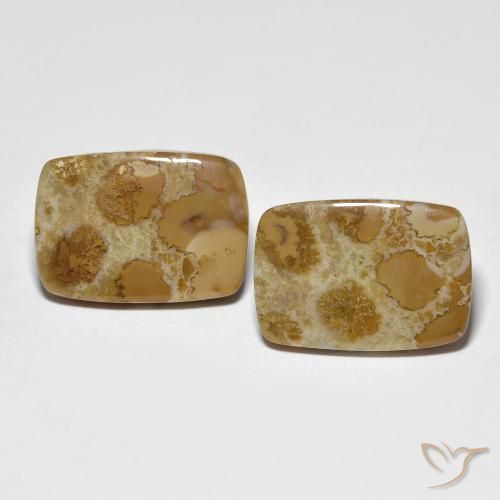 16.39ctw Naturel Multicolore corail fossile, Coussin, Opaque