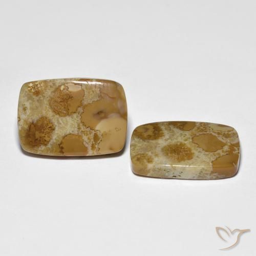 Shop natural 16.39ct Multicolore corail fossile gems, Coussin, from Indonésie at GemSelect. In stock, global shipping!