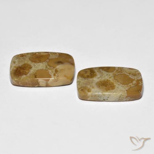 Shop natural 16.39ct Multicolore corail fossile gems, Coussin, from Indonésie at GemSelect. In stock, global shipping!