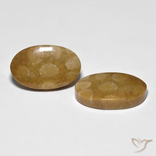 Shop natural 21.21ct Multicolore corail fossile gems, ovale, from Indonésie at GemSelect. In stock, global shipping!