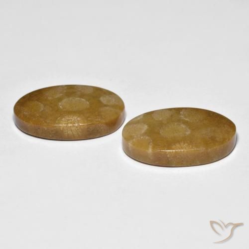 Shop natural 21.21ct Multicolore corail fossile gems, ovale, from Indonésie at GemSelect. In stock, global shipping!