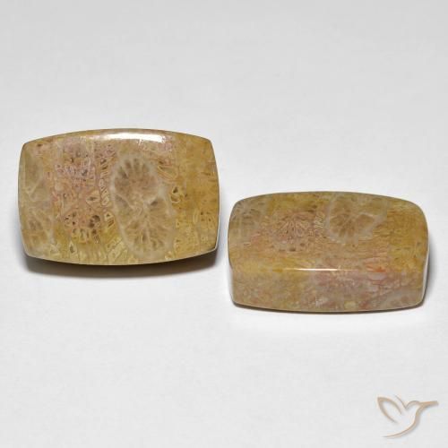 Shop natural 30.78ct Multicolore corail fossile gems, Coussin, from Indonésie at GemSelect. In stock, global shipping!