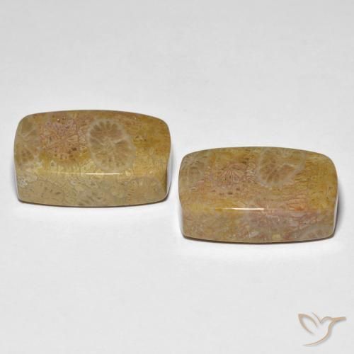 Shop natural 30.78ct Multicolore corail fossile gems, Coussin, from Indonésie at GemSelect. In stock, global shipping!
