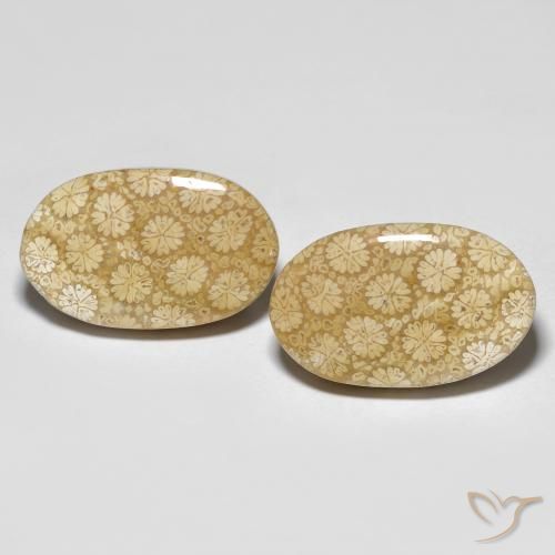 26.24ctw Naturel Multicolore Corail fossile, ovale, Opaque