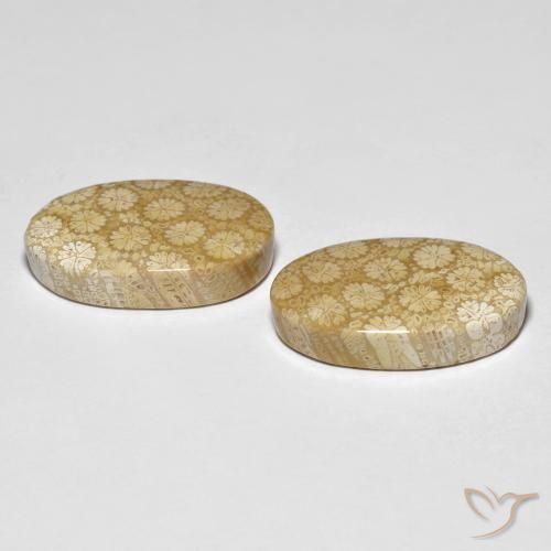 Shop natural 26.24ct Multicolore corail fossile gems, ovale, from Indonésie at GemSelect. In stock, global shipping!