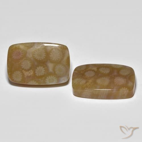 Shop natural 36.22ct Multicolore corail fossile gems, Coussin, from Indonésie at GemSelect. In stock, global shipping!