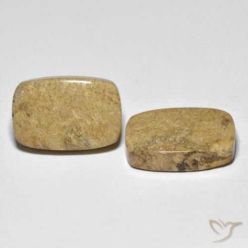 Shop natural 23.12ct Multicolore corail fossile gems, Coussin, from Indonésie at GemSelect. In stock, global shipping!