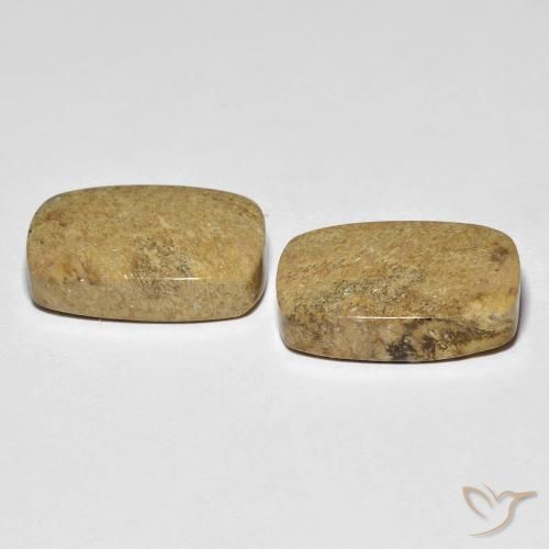 Shop natural 23.12ct Multicolore corail fossile gems, Coussin, from Indonésie at GemSelect. In stock, global shipping!