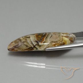 Jaspe Multicolore naturelle Fantaisie, 22.13 ct, Opaque