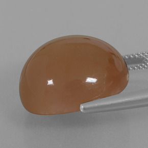 Pierre de Lune Marron chaud naturelle Coupe roude, 23.28 ct, Translucide