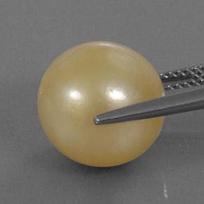 perle Doré naturelle Sphère / Boule, 13.25 ct, Opaque