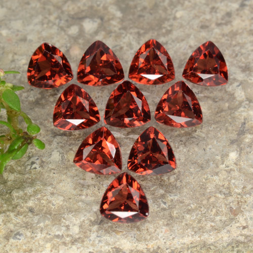 Achetez naturel 3.00ct Rouge vif Grenat pyrope gems, Trillion, En provenance Mozambique chez GemSelect. En stock, livraison internationale!