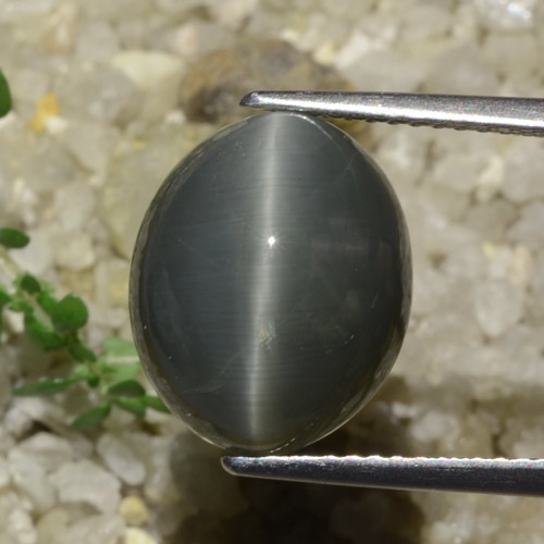 Quartz Œil de Chat Gris foncé naturelle Coupe ovale, 7.89 ct, Opaque