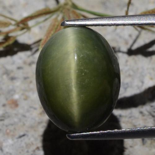 Quartz Œil de Chat Vert militaire naturelle Coupe ovale, 7.00 ct, Opaque