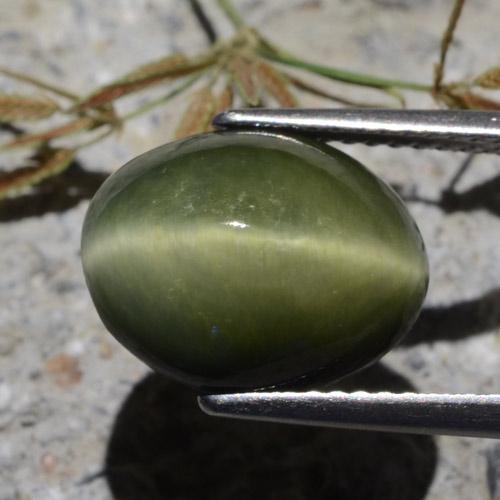 Quartz Œil de Chat Vert militaire naturelle Coupe ovale, 7.00 ct, Opaque