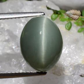 Quartz Œil de Chat Vert moyen-profond naturelle Coupe ovale, 7.17 ct, Opaque