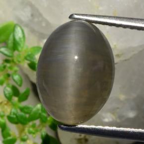 Quartz cat's eye marron naturelle coupe ovale, 5,37 ct, translucide