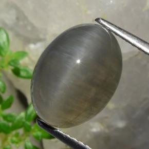 Quartz cat's eye marron naturelle coupe ovale, 5,37 ct, translucide