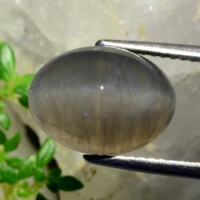 Quartz cat's eye marron naturelle coupe ovale, 5,37 ct, translucide