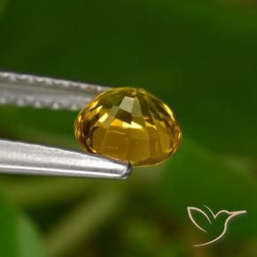 Saphir Doré foncé naturelle Tour, 0.68 ct, VVS-VS