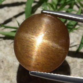 Pierre de soleil étoilée Brun doré naturelle Coupe ovale, 12.58 ct, Opaque